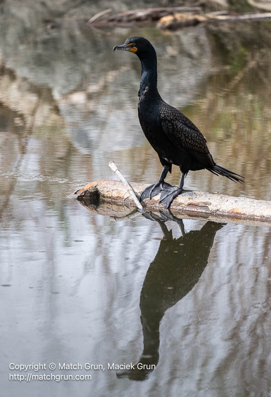 3180-0005-Cormorant-Perched-In-Sand-Creek