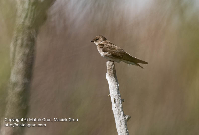 3180-0026-Rough-Winged-Swallow-Sand-Creek-Trail