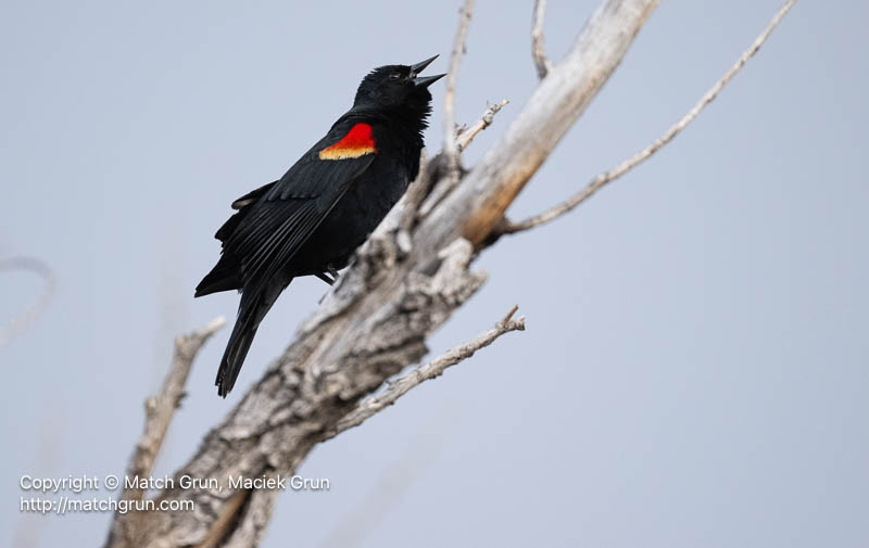 3181-0022-Red-Winged-Blackbird-Calling-Cherry-Creek-State-Park