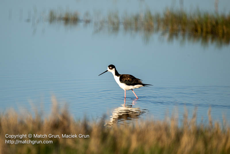 3185-0032-Black-Necked-Stilt-Quivira-Refuge