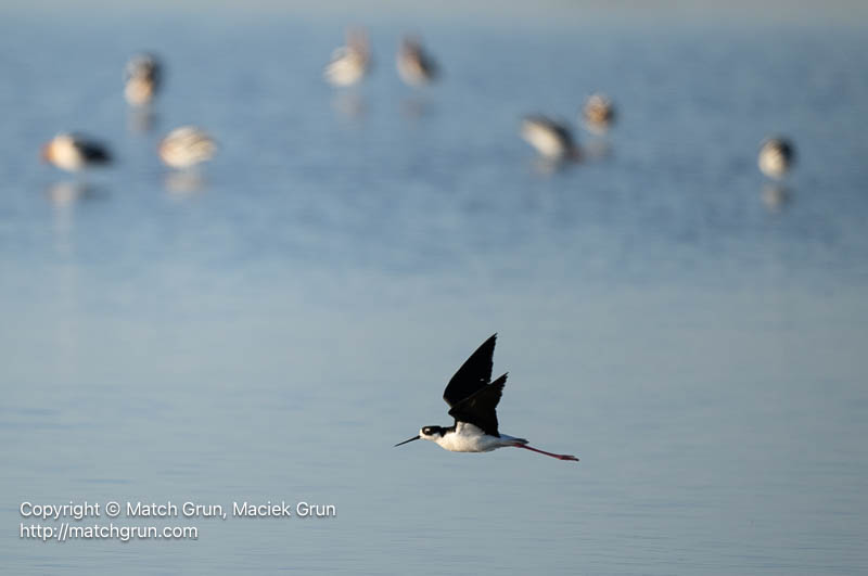3185-0039-3185-Black-Necked-Stilt-In-Flight-Quivira-Refuge