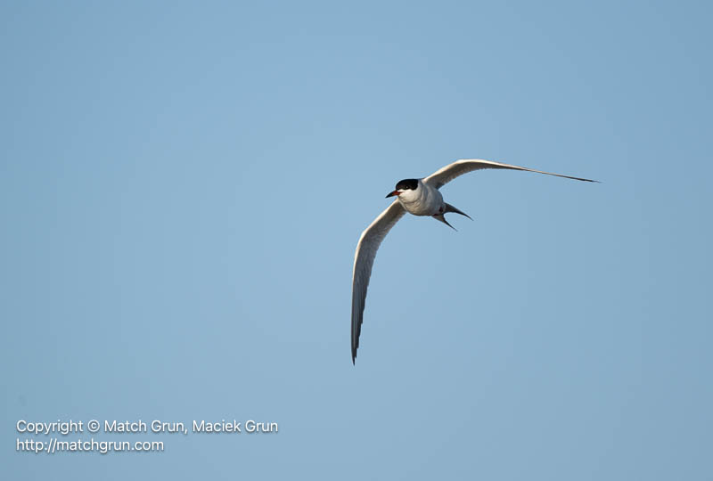 3185-0072-Forsters-Tern-In-Flight-Quivira-Refuge