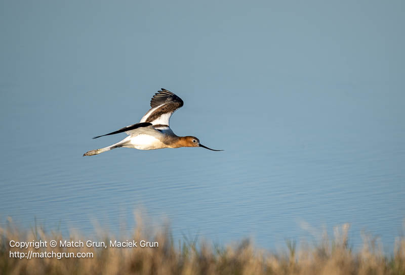 3185-0103-American-Avocet-In-Flight-Quivira-Refuge