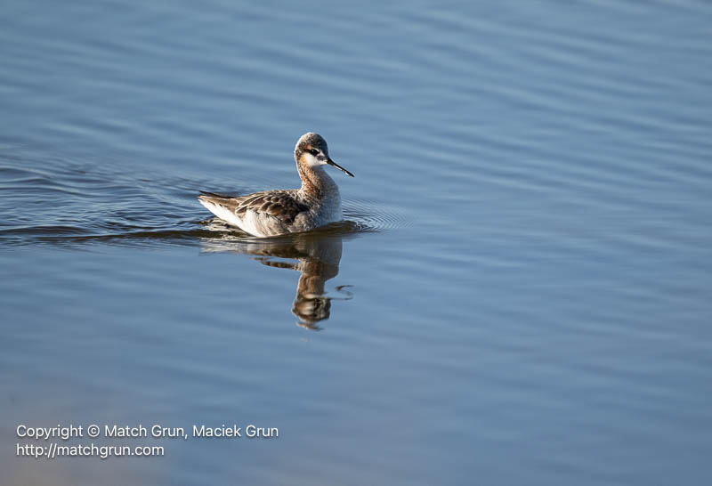 3185-0169-Wilsons-Phalarope-No-1-Quivira-Refuge