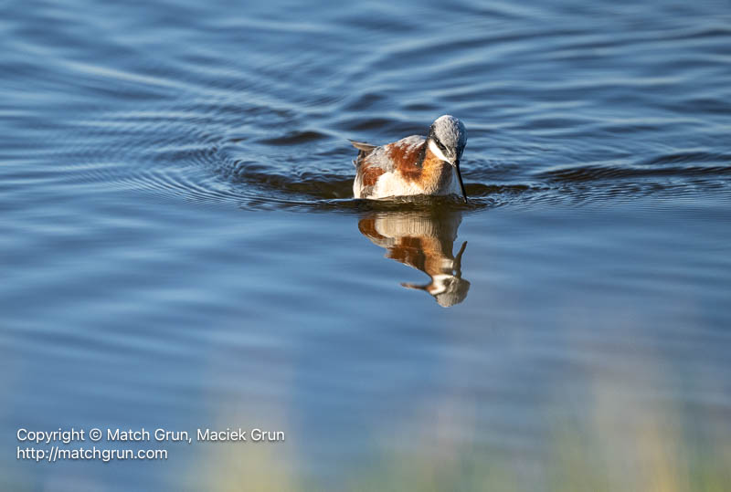 3185-0169-Wilsons-Phalarope-No-2-Quivira-Refuge