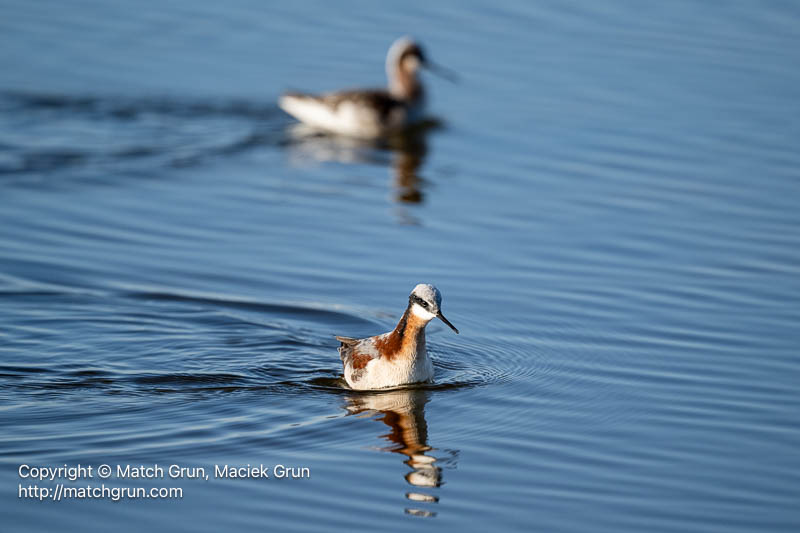 3185-0178-Wilsons-Phalaropes-Swimming-Quivira-Refuge