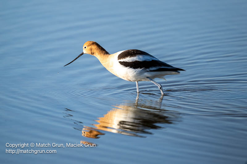 3185-0194-American-Avocet-Reflection-Quivira-Refuge