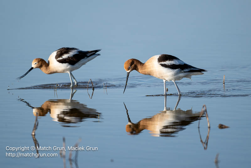 3185-0251-American-Avocet-Pair-No-2-Quivira-Refuge