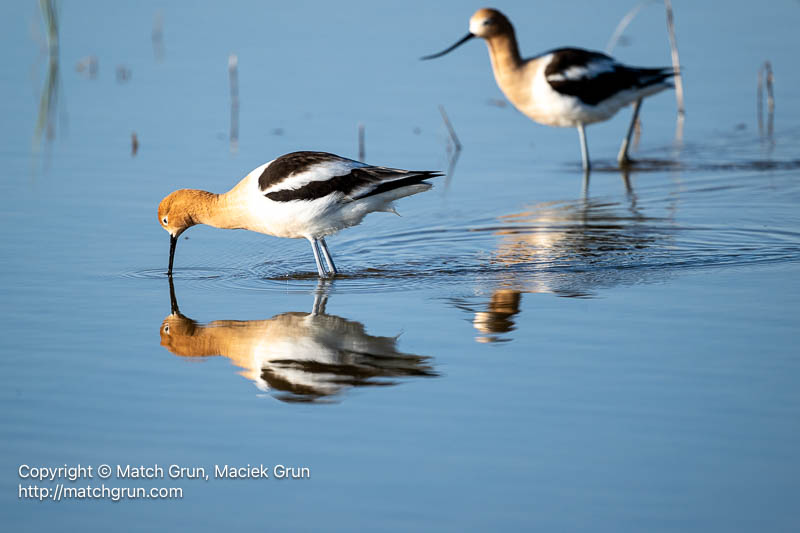 3185-0262-American-Avocet-Pair-Reflection-Quivira-Refuge