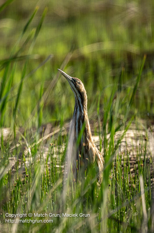 3185-0309-American-Bittern-Quivira-Refuge