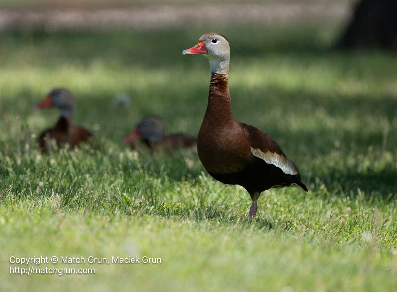 3186-0010-Black-Bellied-Whistling-Duck-Ellinwood