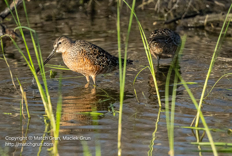 3187-0045-Short-Billed-Dowitchers-Feeding-Cheyenne-Bottoms