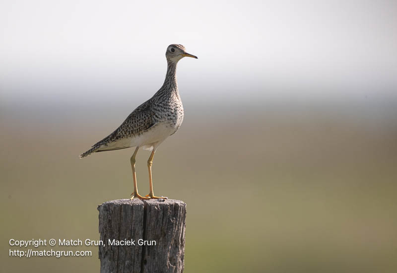 3187-0064-Upland-Plover-On-Fence-Post-Cheyenne-Bottoms