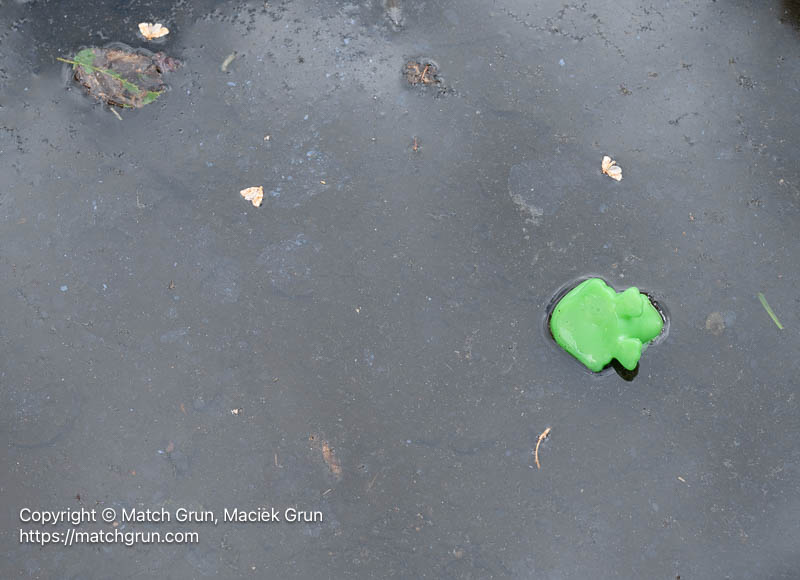 3204-0008-Another-Lost-Toy-Frog-Or-Dinosaur