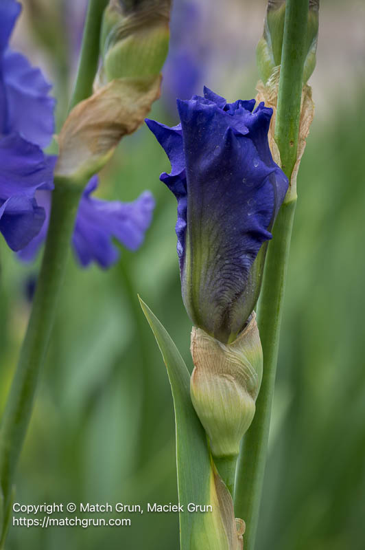 3190-0213_0240-Iris-Bud