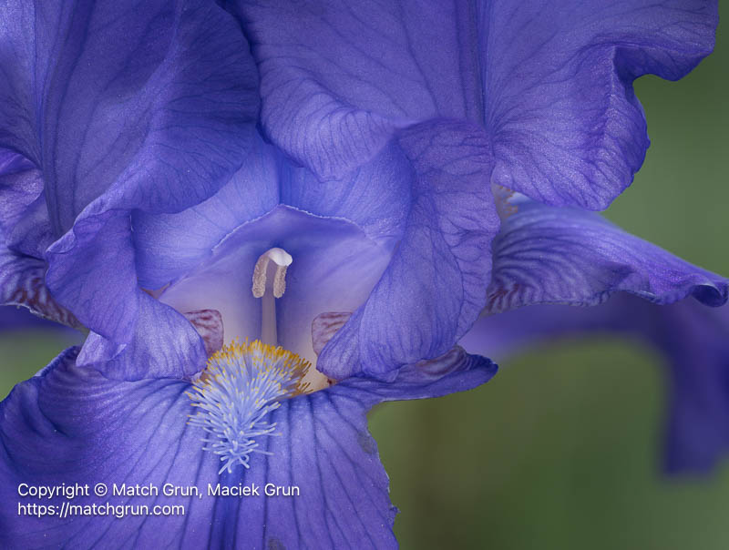 3190-0354_0404-Iris-Flower-Showing-Stamen-Details