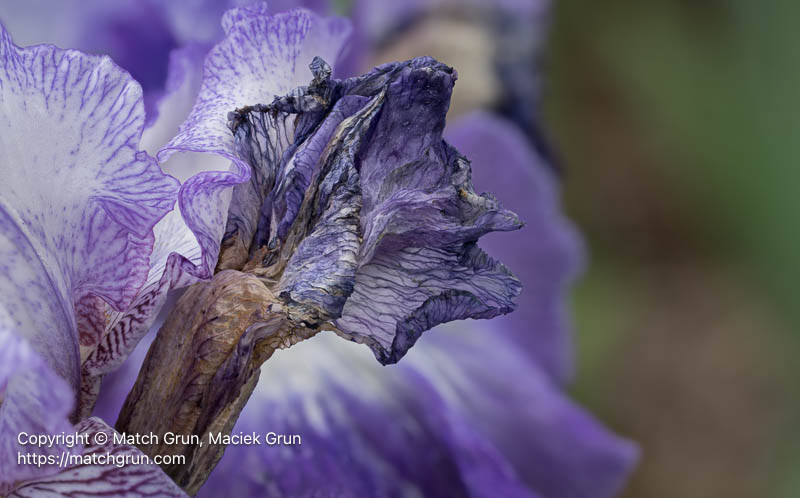 3190-0624_0649-Withered-Iris-Flower-No-1
