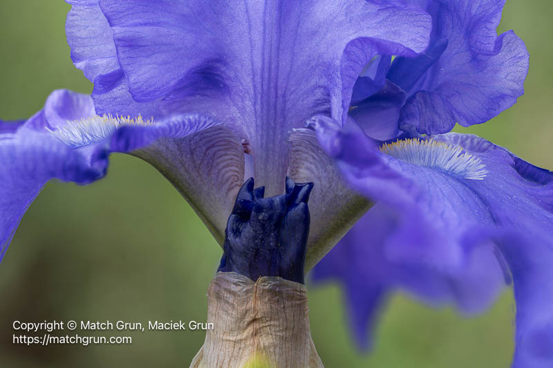 3190-0650_0704-Iris-Bud-And-Stamens