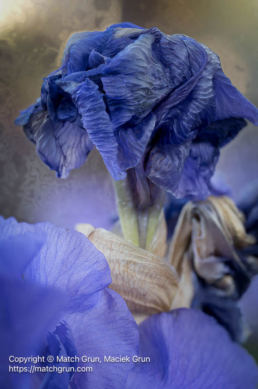 3192-0144_0173-Withered-Iris-Flower-No-2