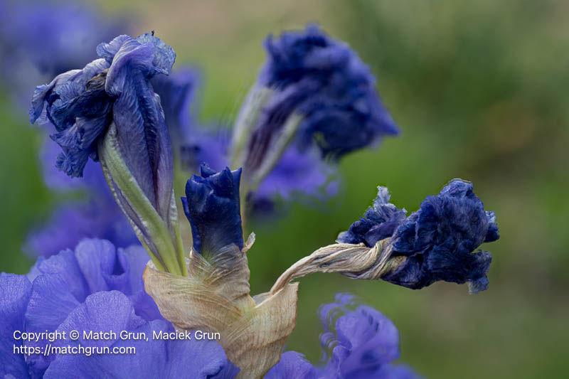 3193-0001_0042-Iris-Bud-And-Withered-Flowers