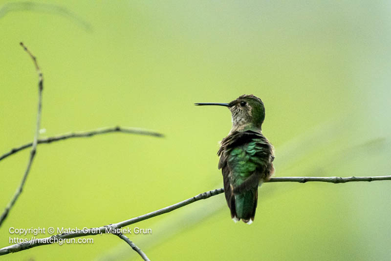 3200-0017-Female-Broad-Tailed-Hummingbird-Near-Nest-Audubon