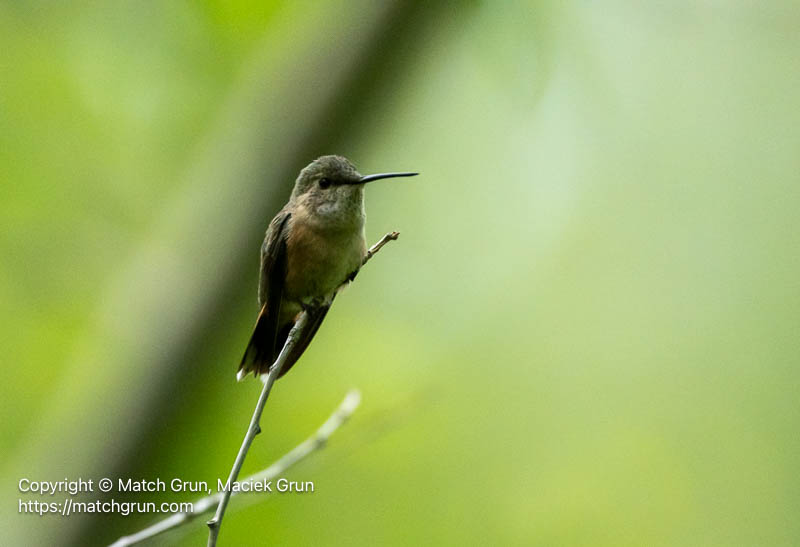 3200-0023-Female-Broad-Tailed-Hummingbird-Audubon