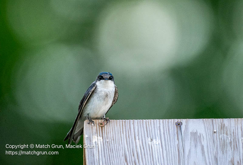 3201-0039-Female-Tree-Swallow-Audubon