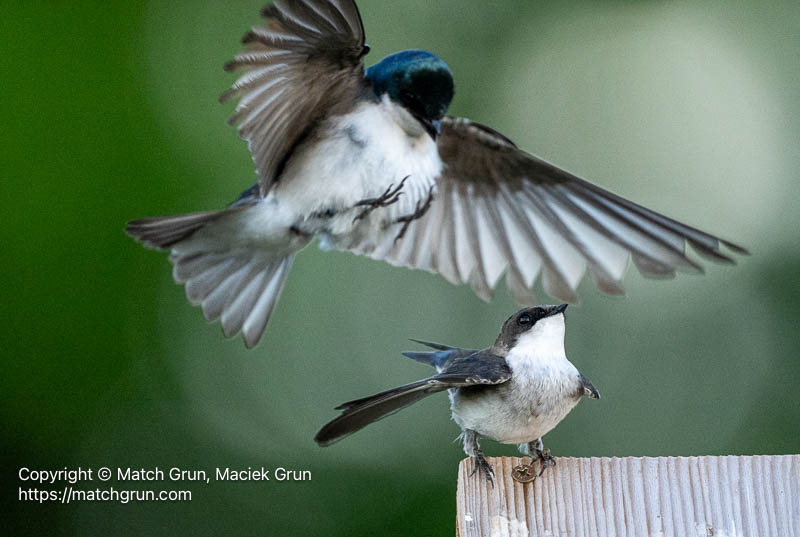 3201-0041-Male-And-Female-Tree-Swallow-Breeding-Pair-Audubon