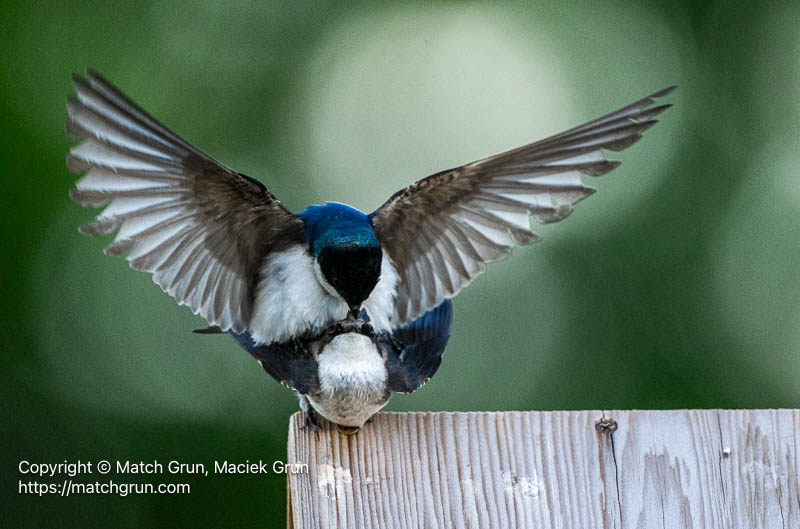 3201-0052-Tree-Swallow-Mating-Audubon-No-1