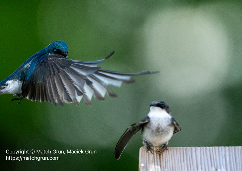 3201-0057-Male-Tree-Swallow-Flying-In-To-Mate-Audubon