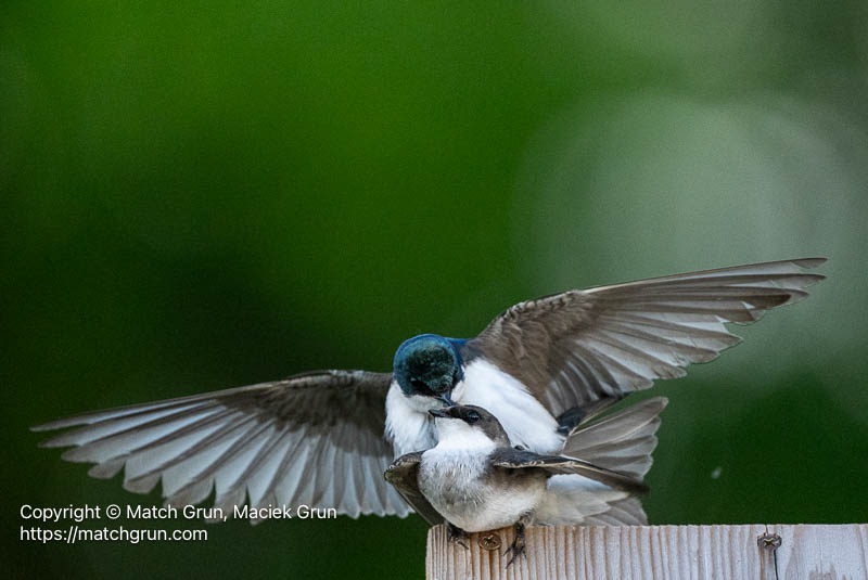 3201-0059-3201-Tree-Swallow-Mating-Audubon-No-2