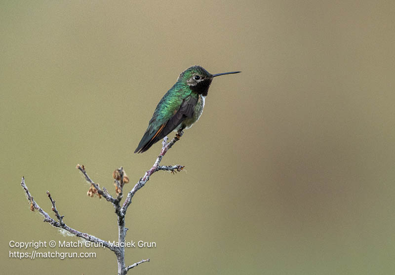 3209-0031-Male-Broad-Tailed-Hummingbird-Chatfield