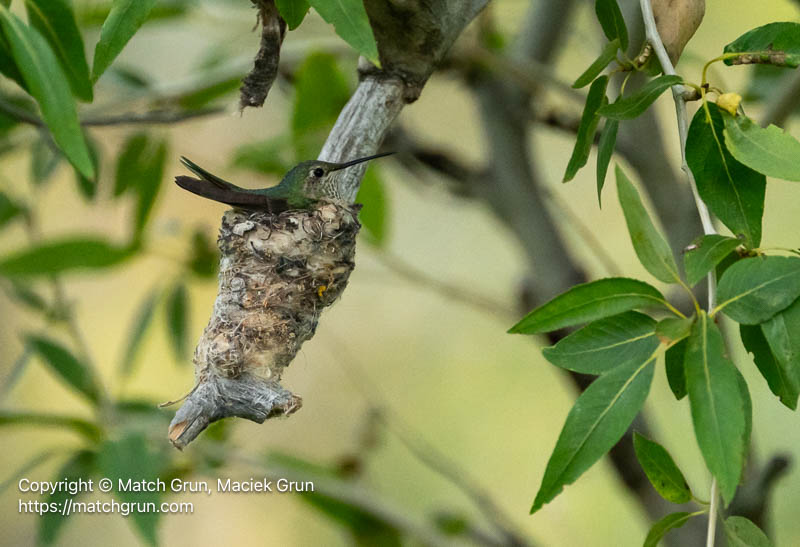 3214-0003-Female-Broad-Tailed-Hummingbird-On-Nest-Chatfield.