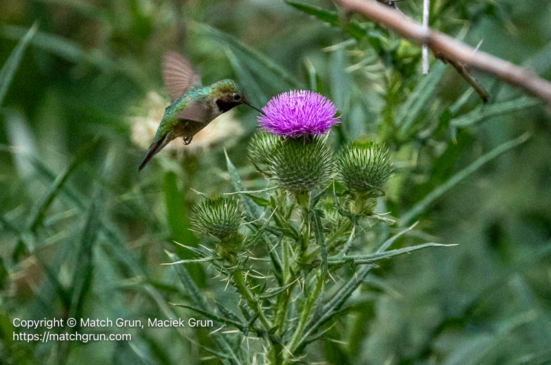 3214-0035-Male-Broad-Tailed-Hummingbird-Feeding-Chatfield-No-2