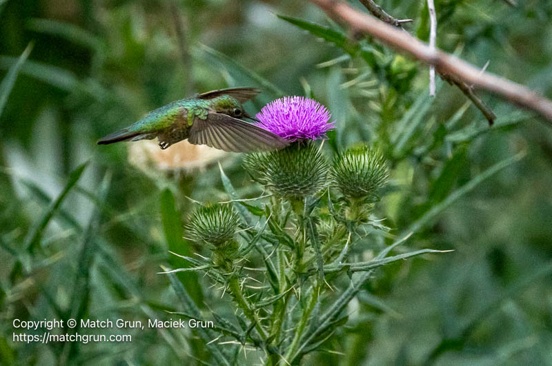 3214-0036-Male-Broad-Tailed-Hummingbird-Feeding-Chatfield-No-3