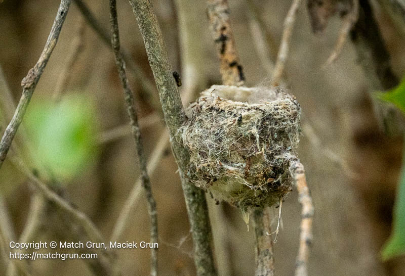 3214-0051-Typical-Hummingbird-Nest-Chatfield