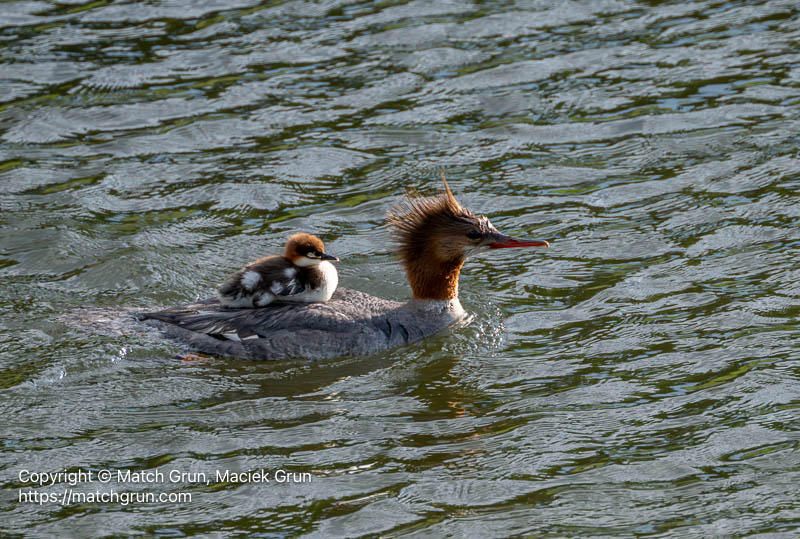 3205-0023-Female-Common-Merganser-Carrying-Baby-On-Back