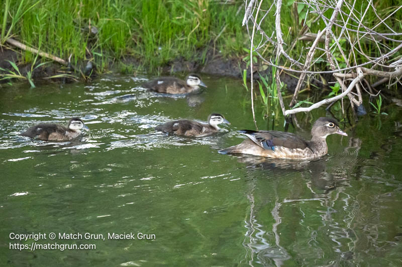 3209-0042-Female-Wood-Duck-With-Young-Chatfield