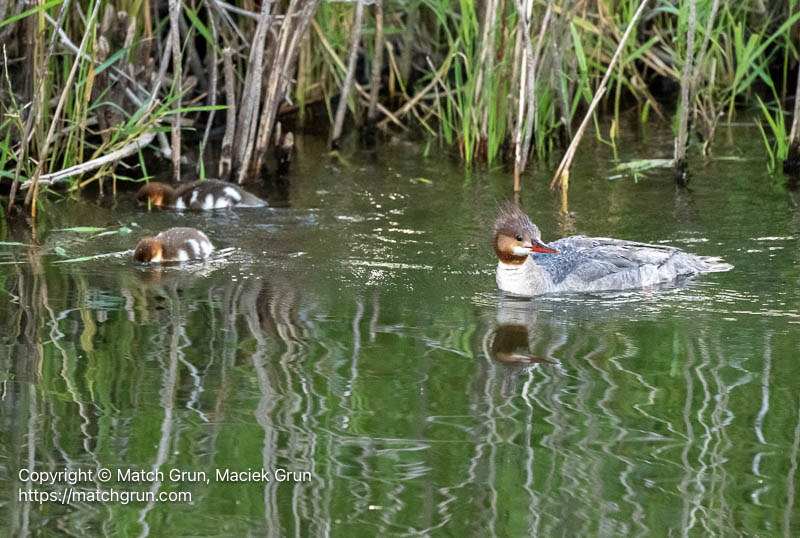 3209-0047-Female-Common-Merganser-With-Two-Babies-Chatfield