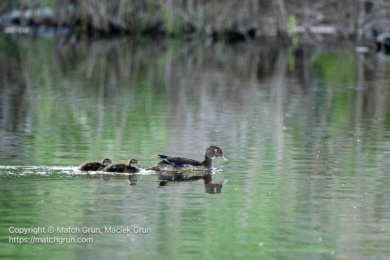 3209-0055-Female-Wood-Duck-Leading-Young-Across-River-Chatfield