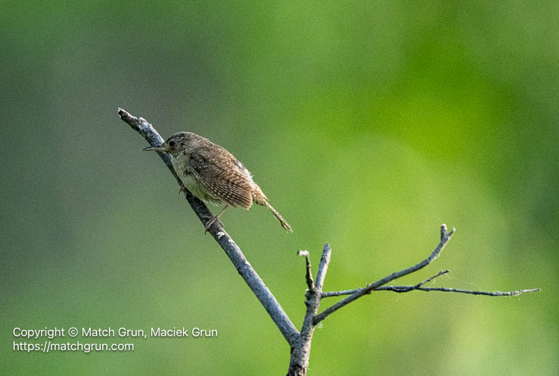 3209-0064-Fledgling-House-Wren-Learning-To-Fly-Chatfield