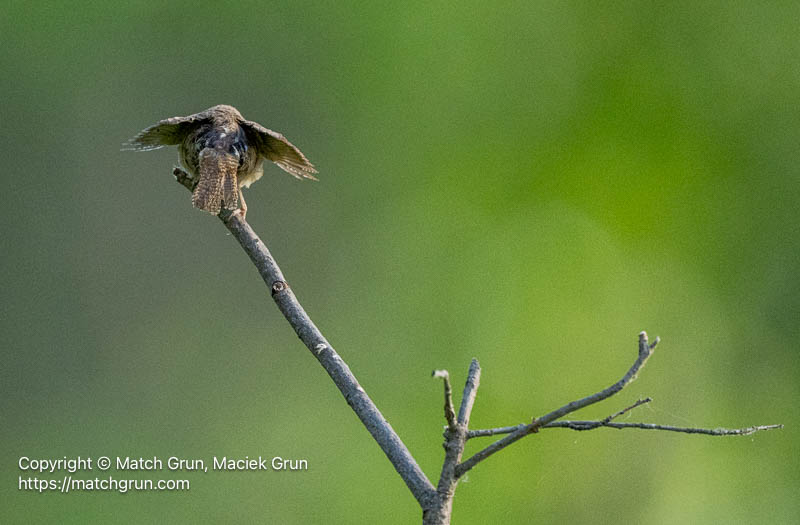 3209-0069-My-Wings-Are-Too-Small-Fledgling-House-Wren-Chatfield