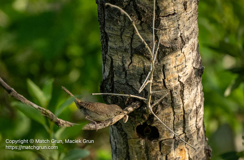 3209-0081-Parent-House-Wren-Feeding-Babies-In-Nest-Chatfield