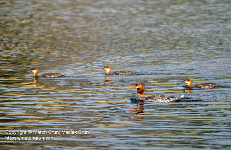 3213-0028-Female-Common-Merganser-With-Young-Chatfield