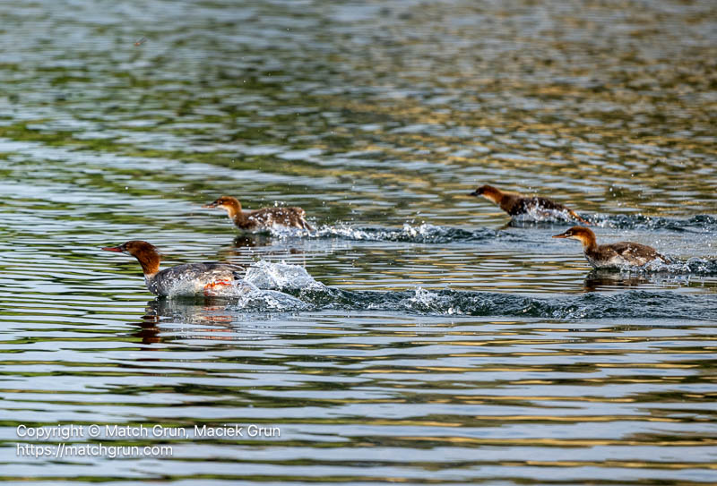 3213-0030-Female-Merganser-With-Young-Rushing-To-Feeding-Frenzy-Chatfield