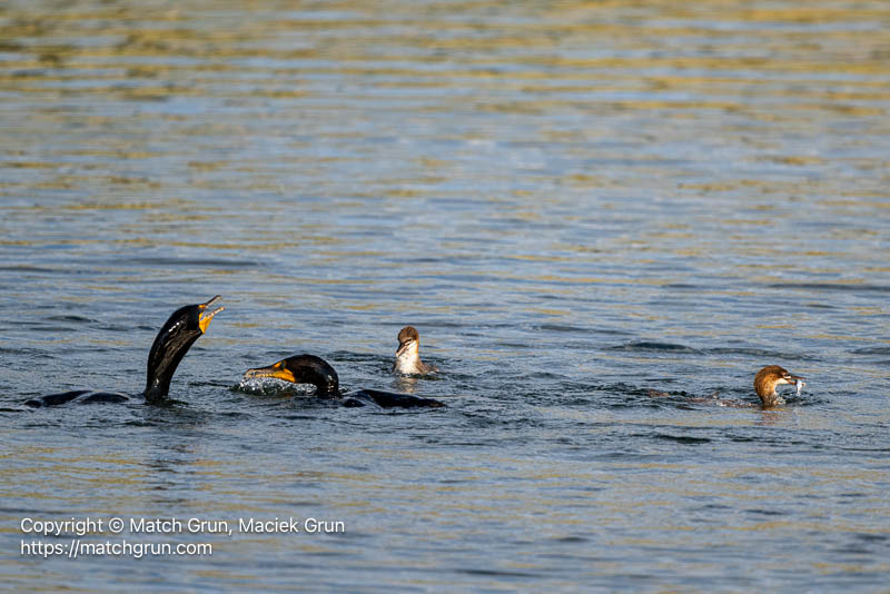 3213-0033-Young-Mergansers-At-Feeding-Frenzy-With-Cormorants-Chatfield