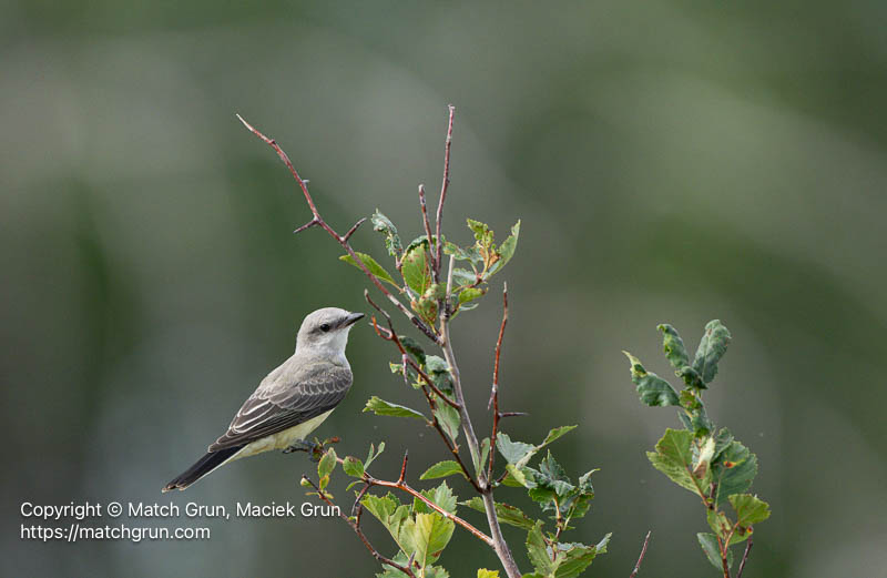3220-0004-Perched-Immature-Western-Kingbird-No-1-Westerly-Creek