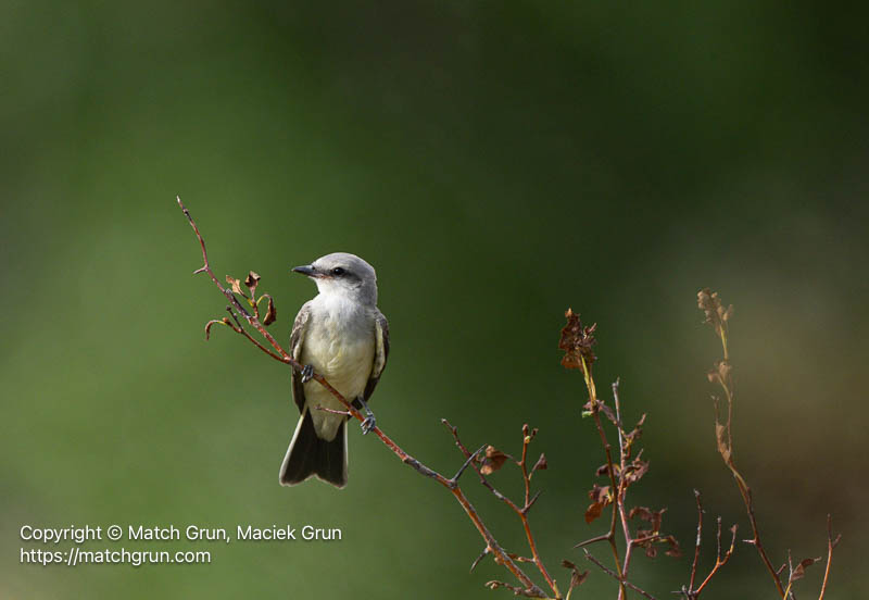 3220-0008-Perched-Immature-Western-Kingbird-No-2-Westerly-Creek