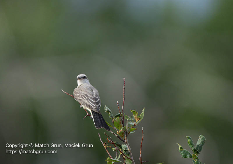 3220-0012-Perched-Immature-Western-Kingbird-No-3-Westerly-Creek