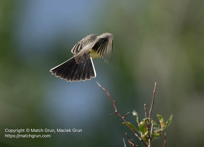 3220-0017-Immature-Western-Kingbird-Taking-Flight-Westerly-Creek